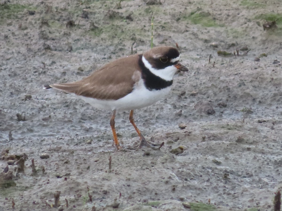 Semipalmated Plover - ML574220281