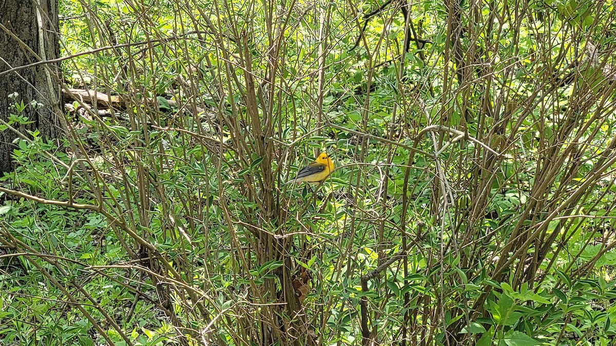 Prothonotary Warbler - ML574221571