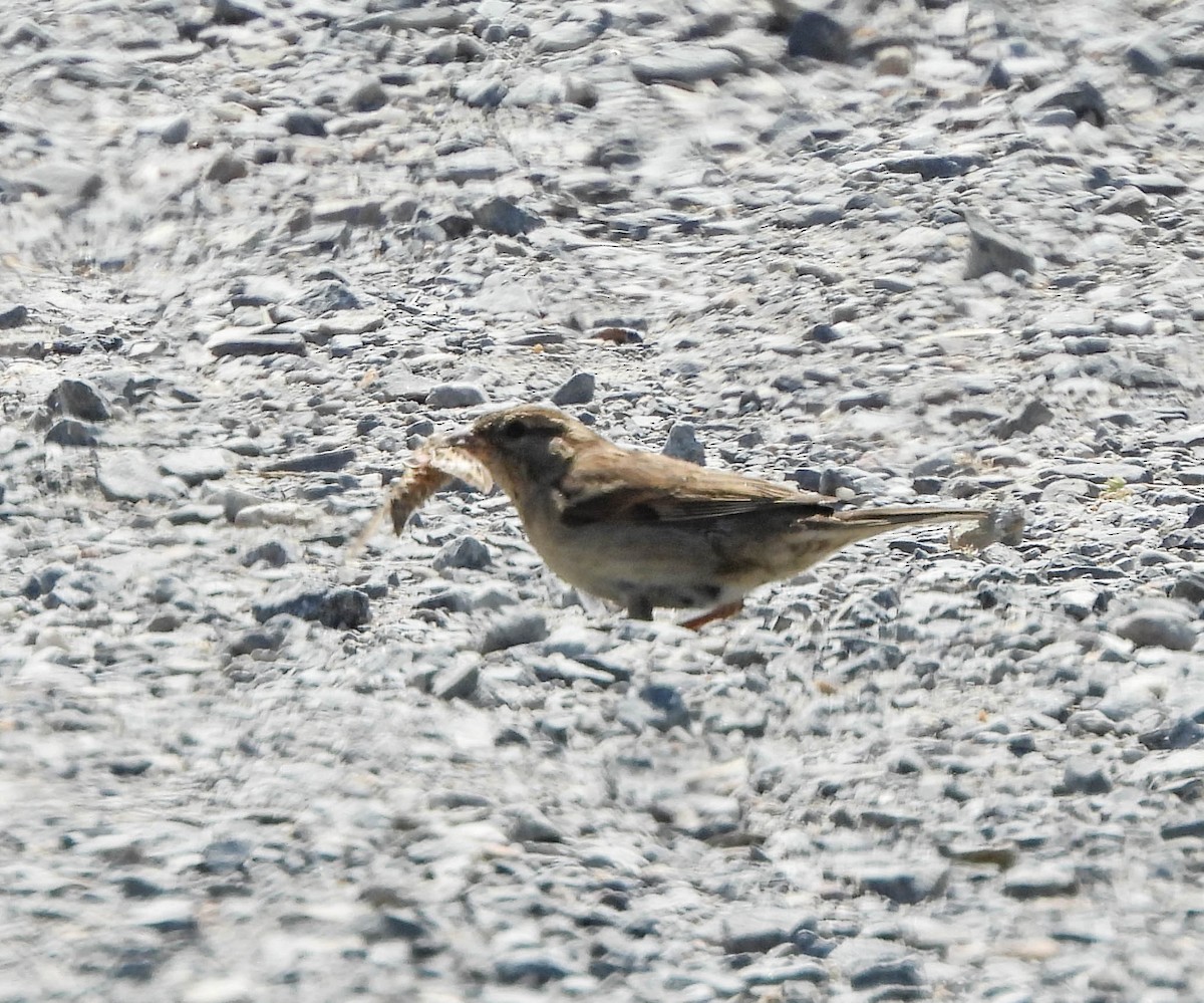 House Sparrow - ML574222021