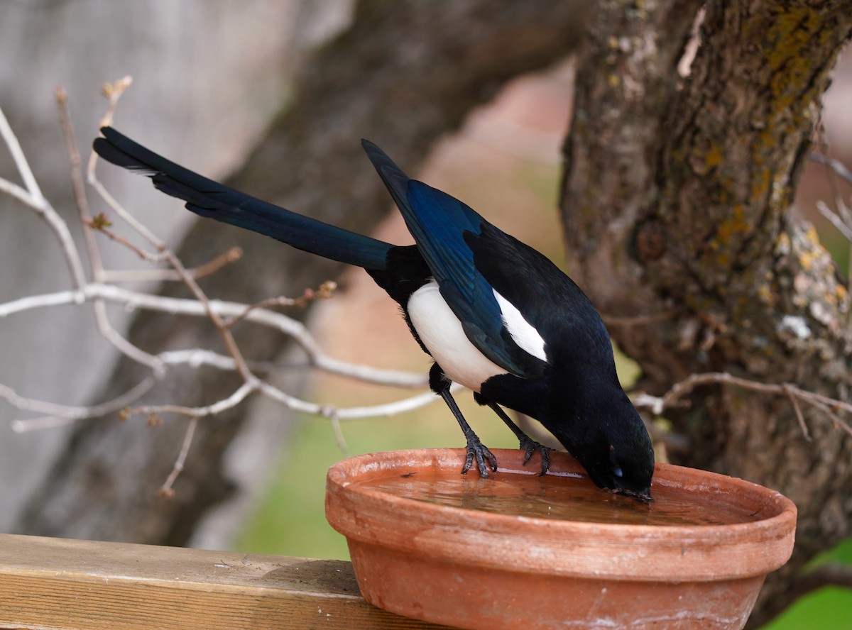 Black-billed Magpie - ML574222411