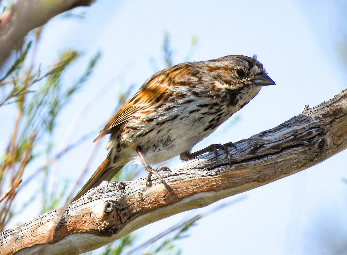 Song Sparrow - ML574222461