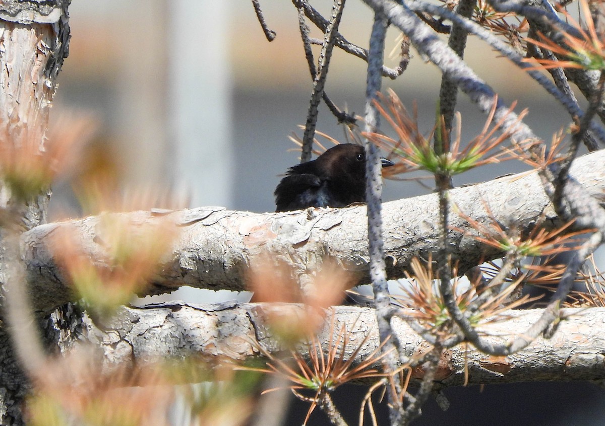 Brown-headed Cowbird - ML574222511