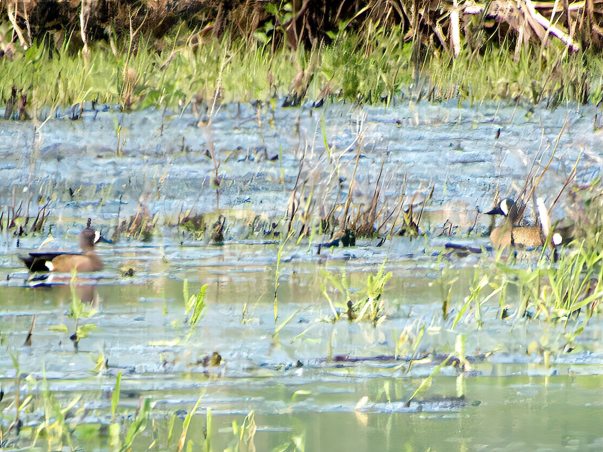 Blue-winged Teal - ML574222611