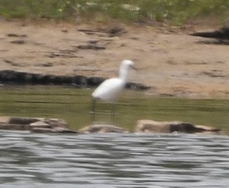 Snowy Egret - ML574223541