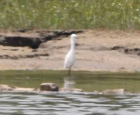 Snowy Egret - ML574223591