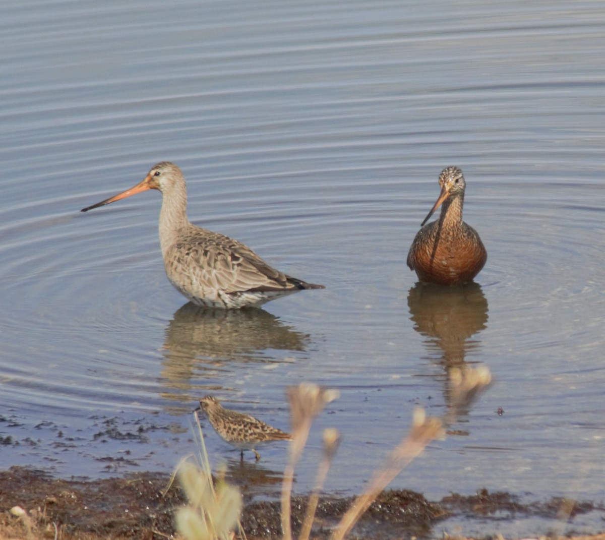 Hudsonian Godwit - Joseph Ransdell-Green