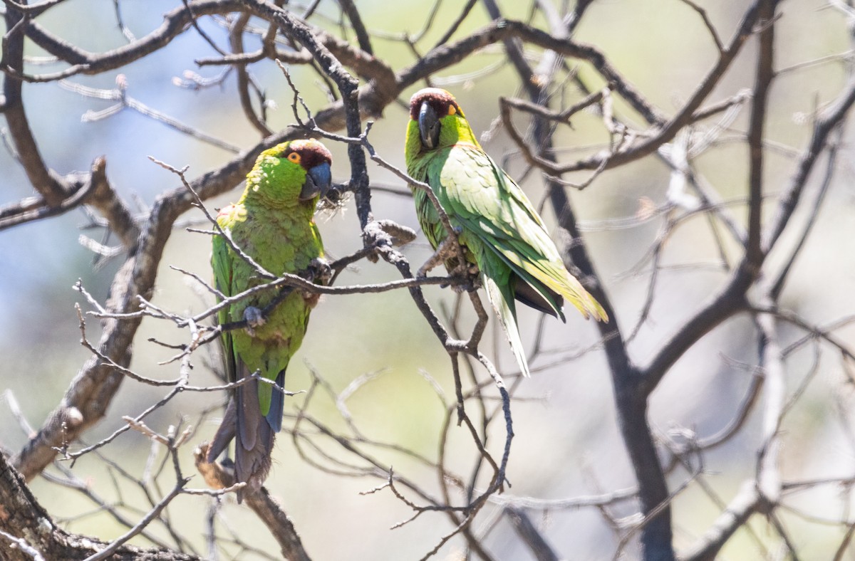 Maroon-fronted Parrot - ML574225171