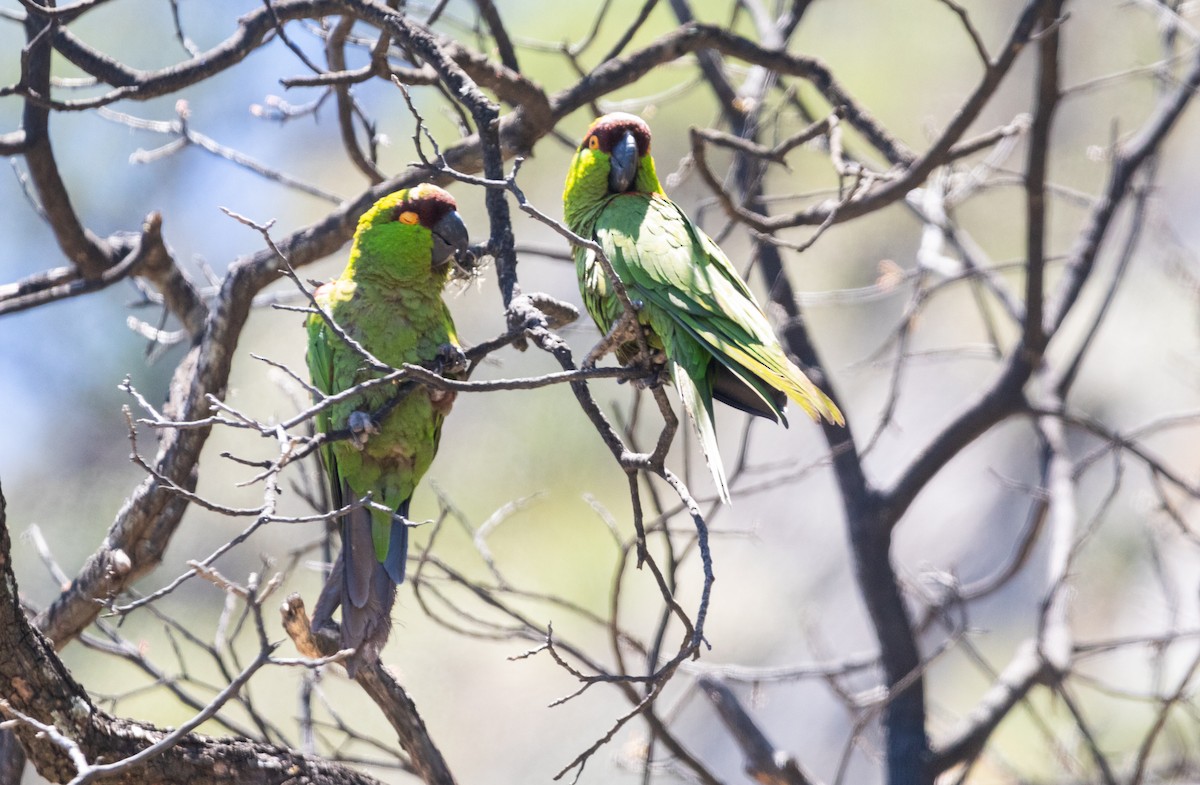 Maroon-fronted Parrot - ML574225181