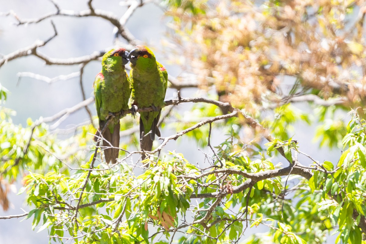 Maroon-fronted Parrot - ML574225301
