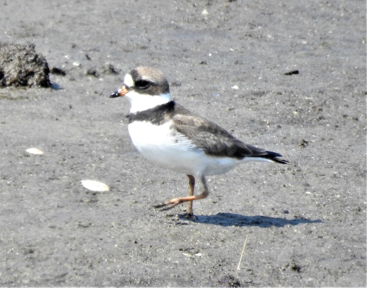 Semipalmated Plover - Dennis S Main