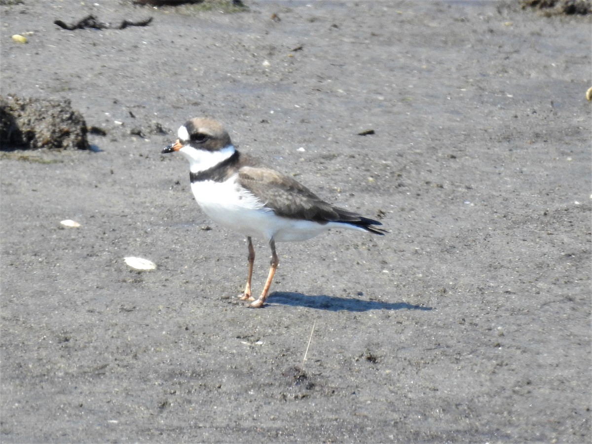 Semipalmated Plover - Dennis S Main