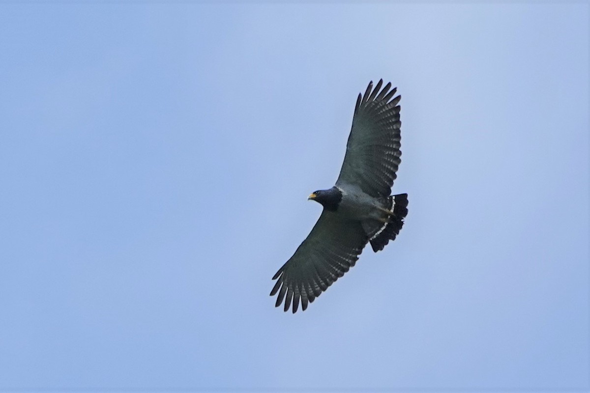 Barred Hawk - ML574225901