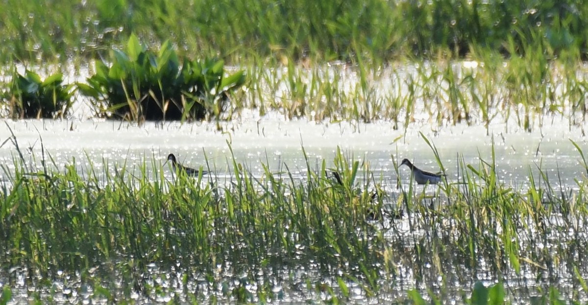 Wilson's Phalarope - ML574226481