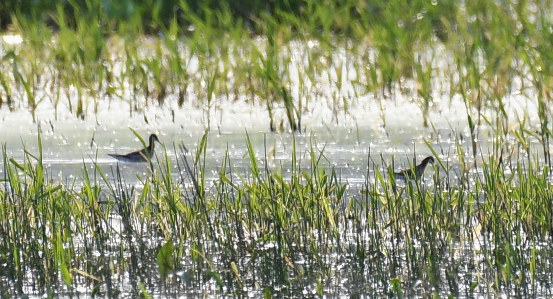 Wilson's Phalarope - ML574226491