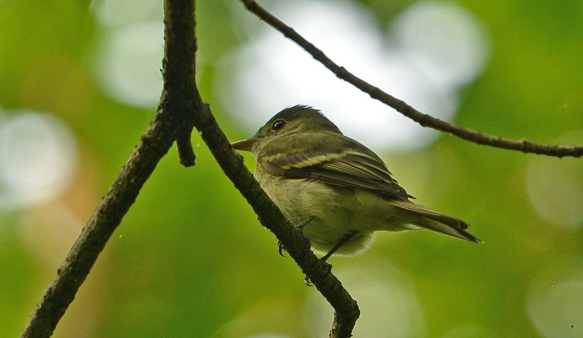 Acadian Flycatcher - ML574226691