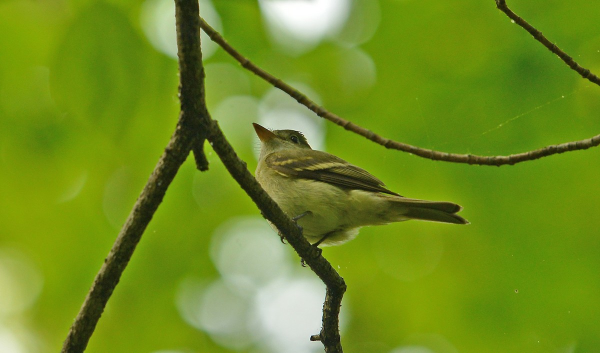 Acadian Flycatcher - ML574226701