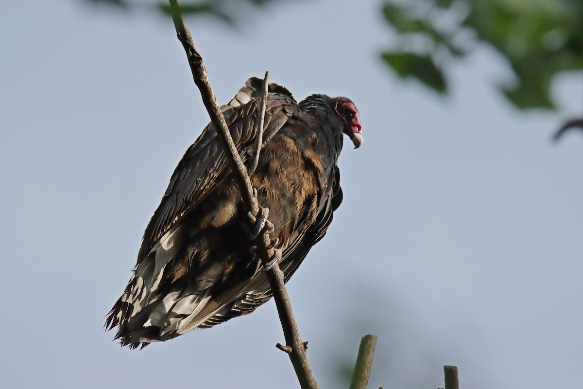 Turkey Vulture - ML574228031