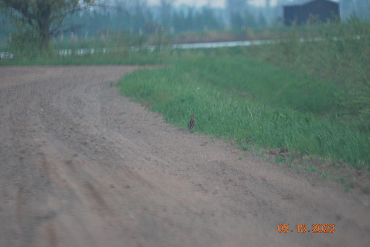 Wilson's Snipe - ML574228111