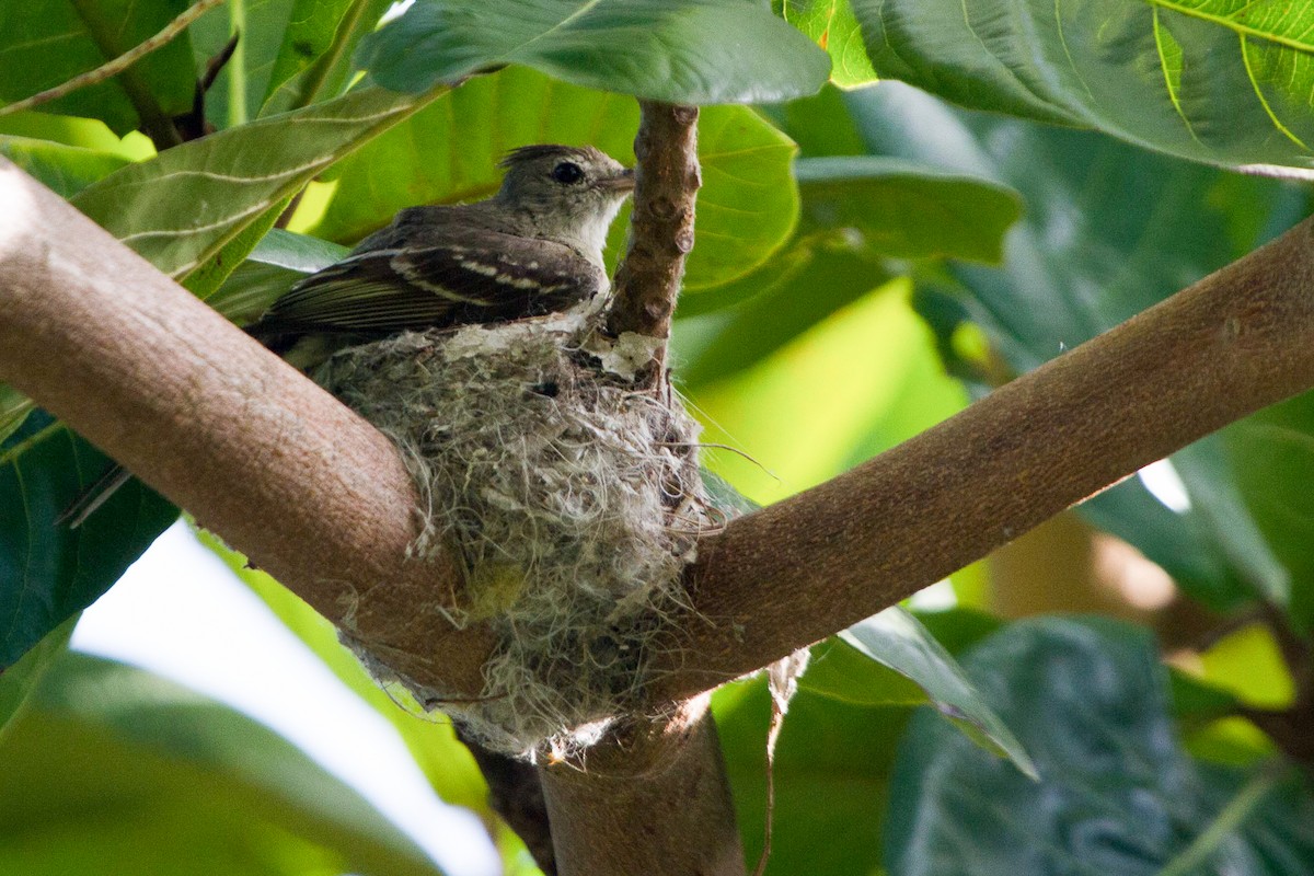 Yellow-bellied Elaenia - ML57422901