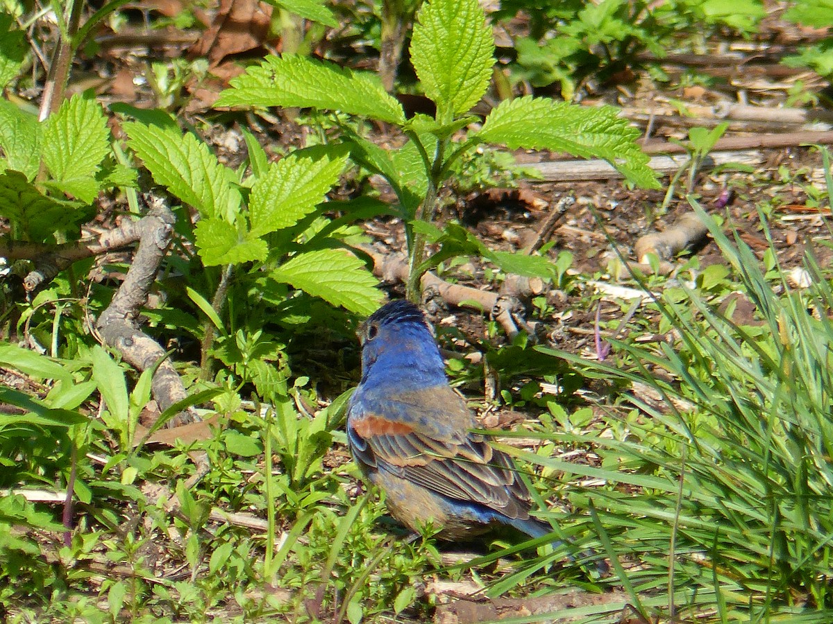 Blue Grosbeak - ML57422921