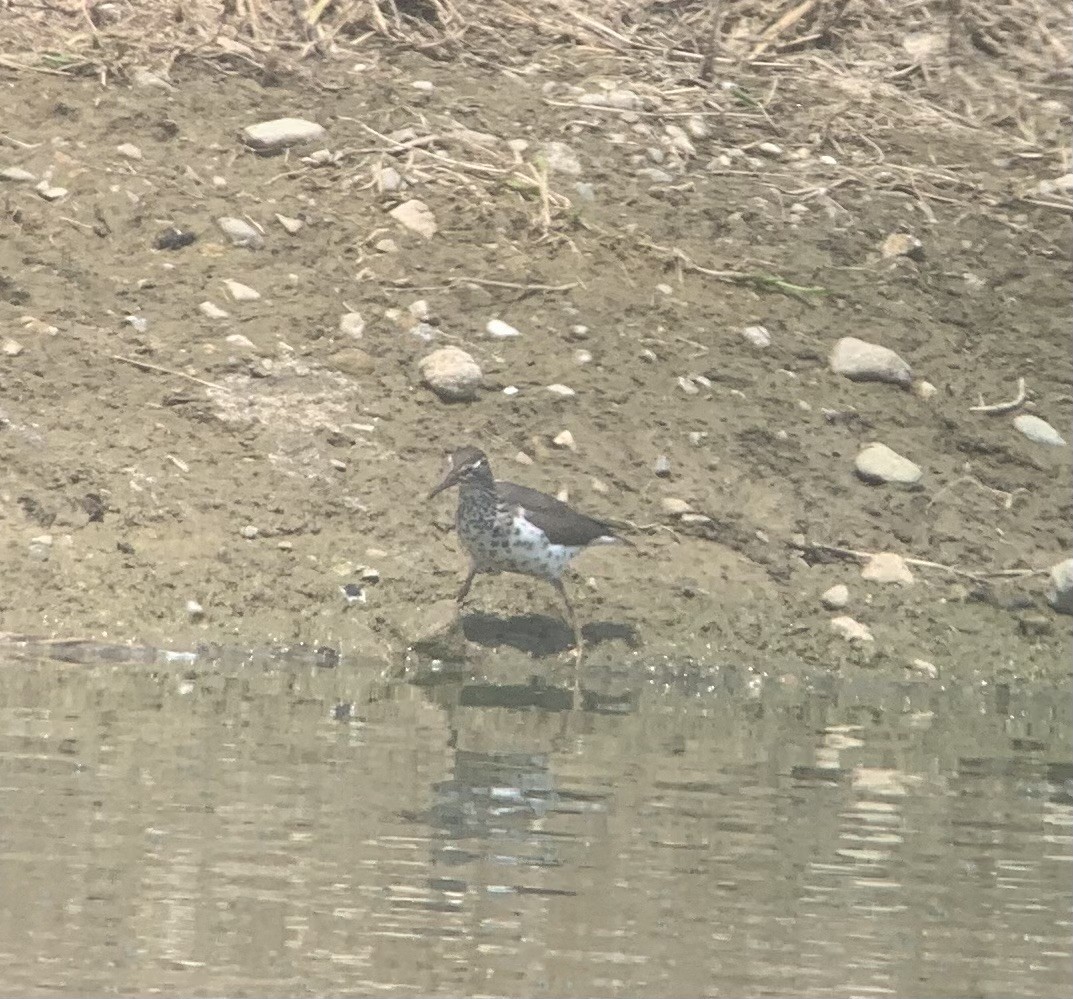 Spotted Sandpiper - ML574230321