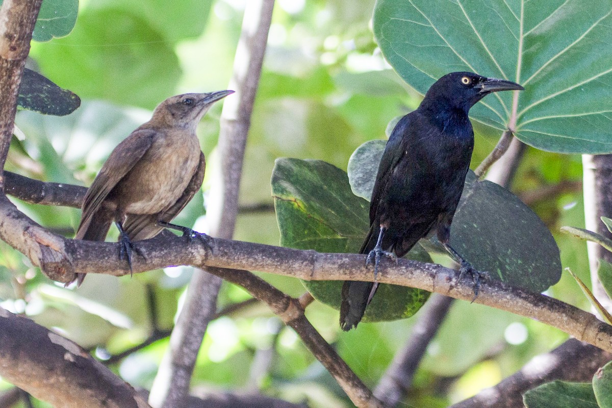 Carib Grackle - ML57423161