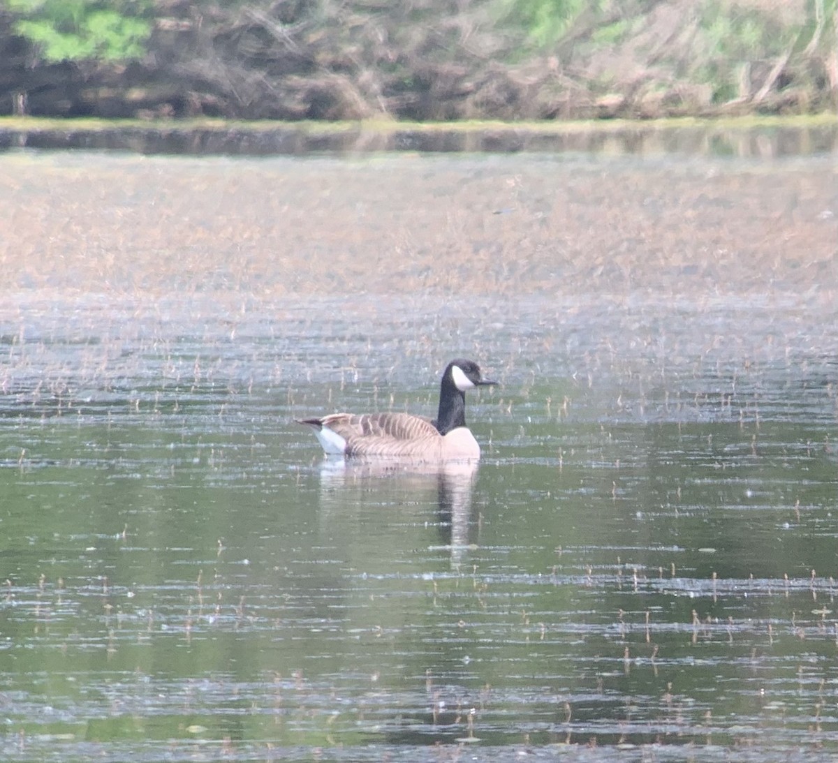 Canada Goose - ML574231771