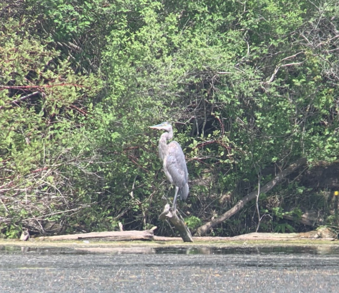 Great Blue Heron - ML574231881