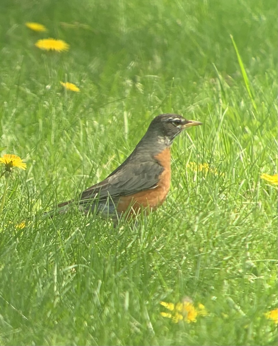 American Robin - ML574231911