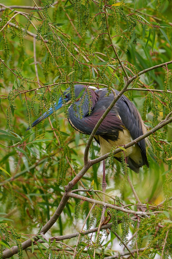 Tricolored Heron - ML574232571