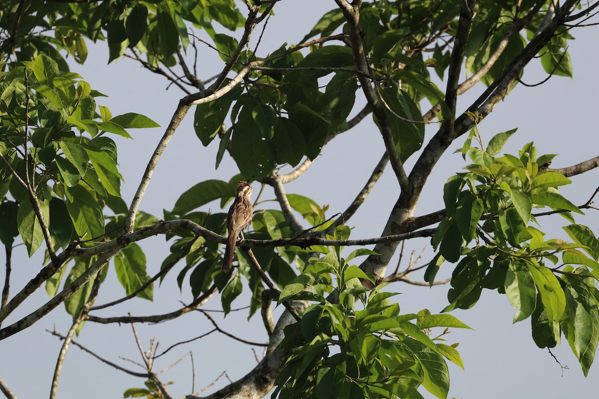 Striped Cuckoo - ML574232891