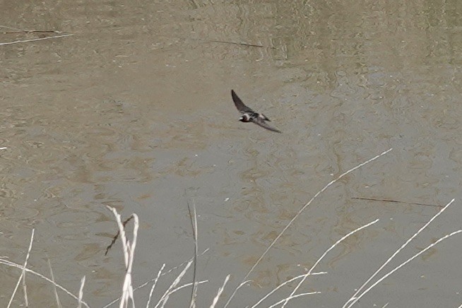 Cliff Swallow - ML574233471