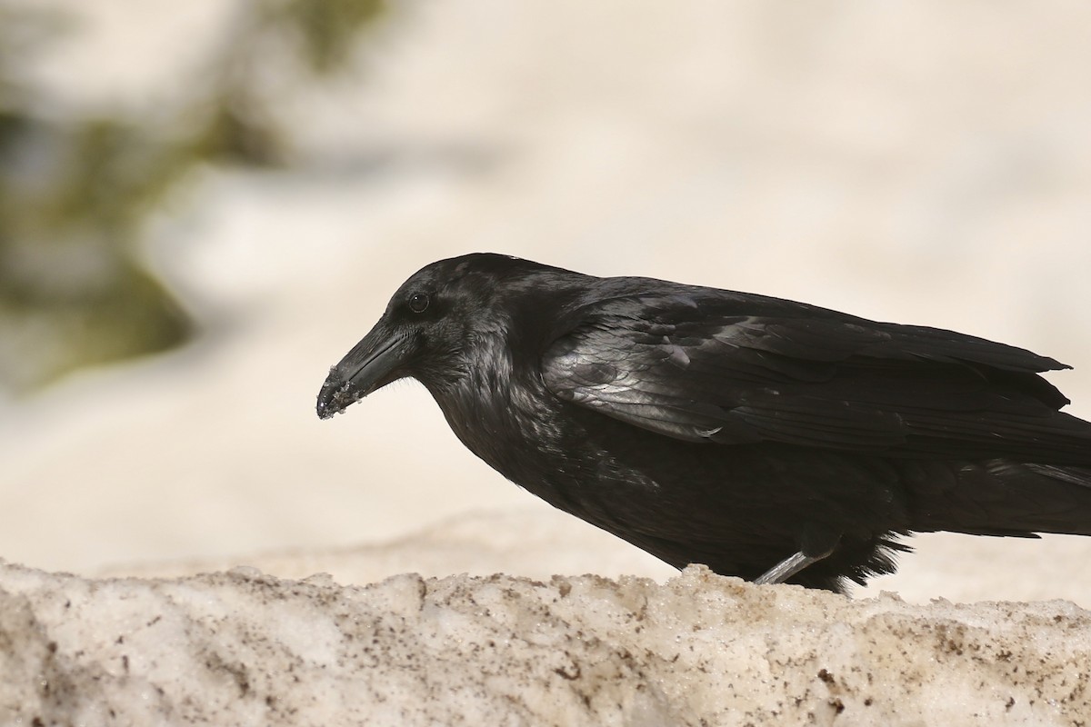 Common Raven - Russ Morgan