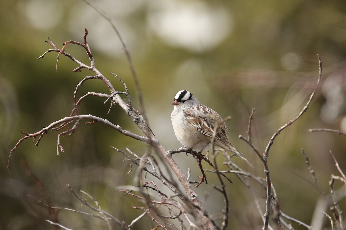 White-crowned Sparrow - ML574233981