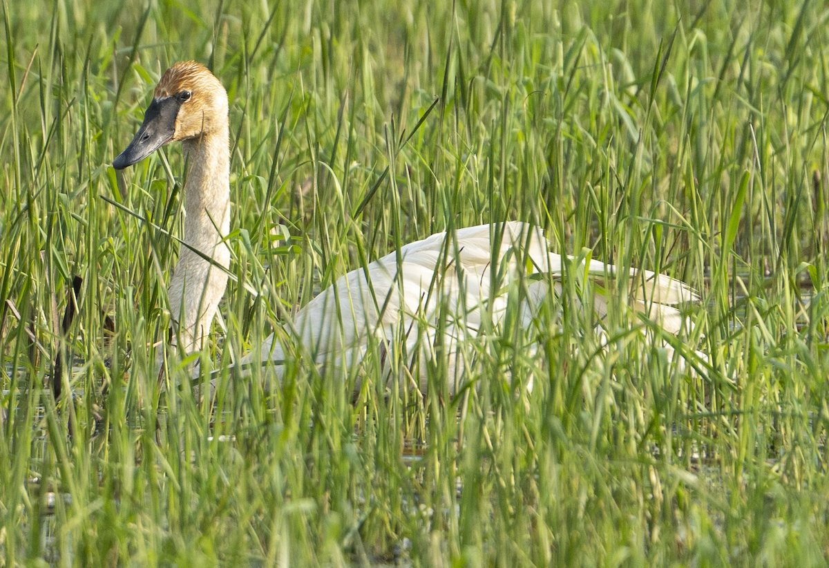 Trumpeter Swan - ML574234151