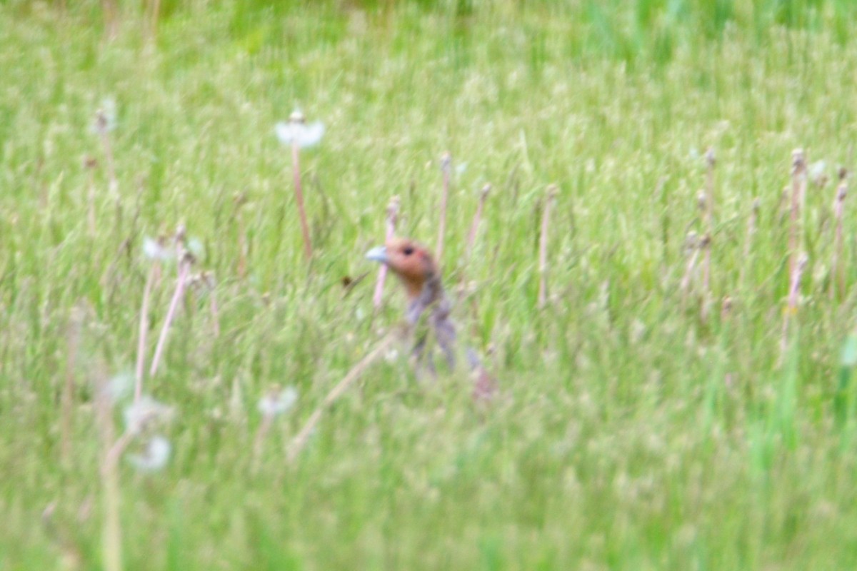 eBird Checklist - 18 May 2023 - 2350 X Ave, Perry US-IA 41.88499, -94. ...