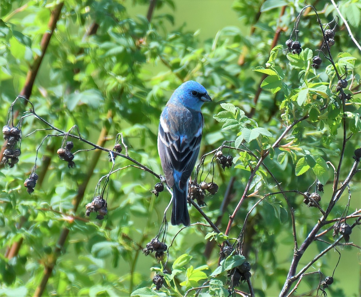 Lazuli Bunting - Paul Grob