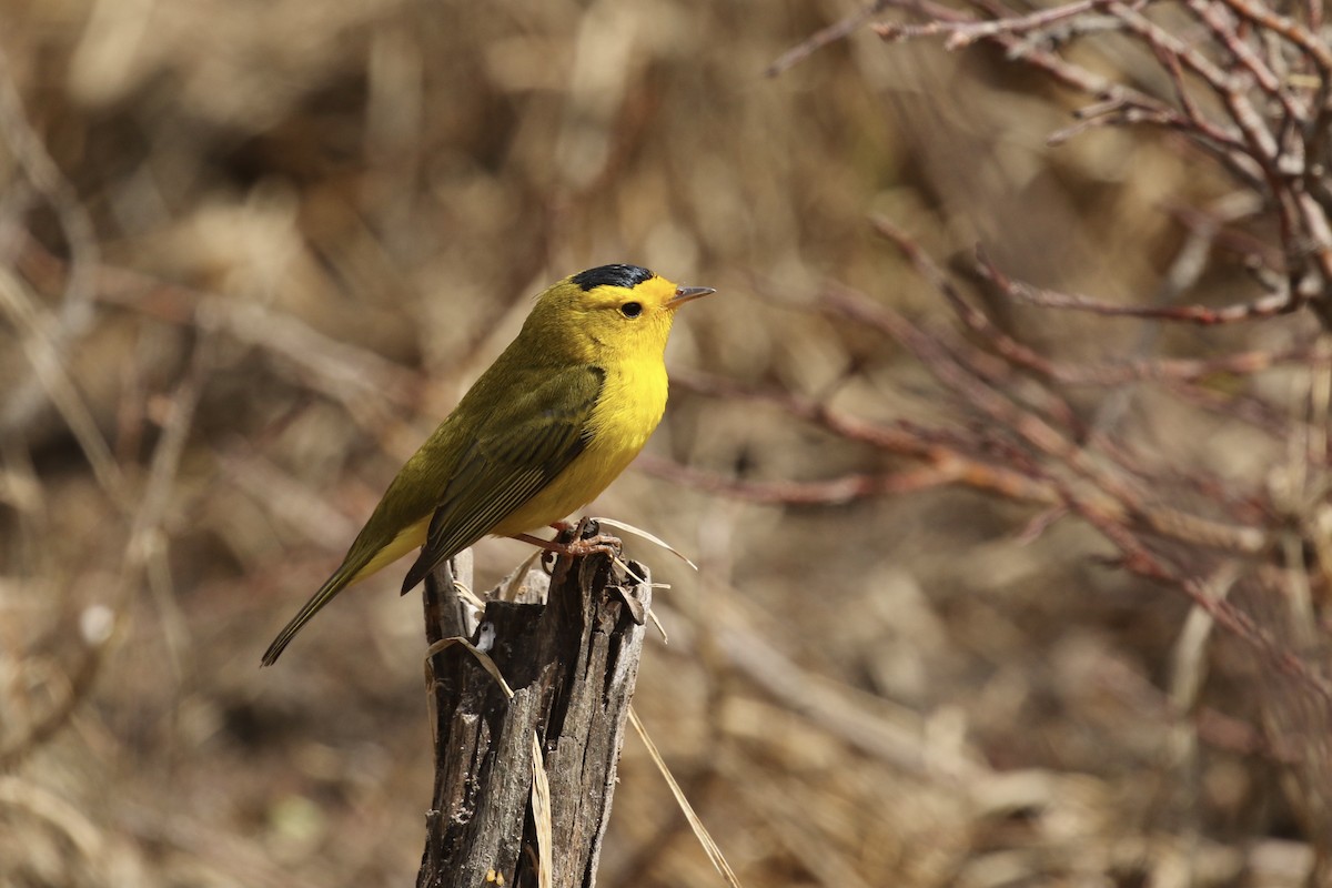 Wilson's Warbler - ML574235601