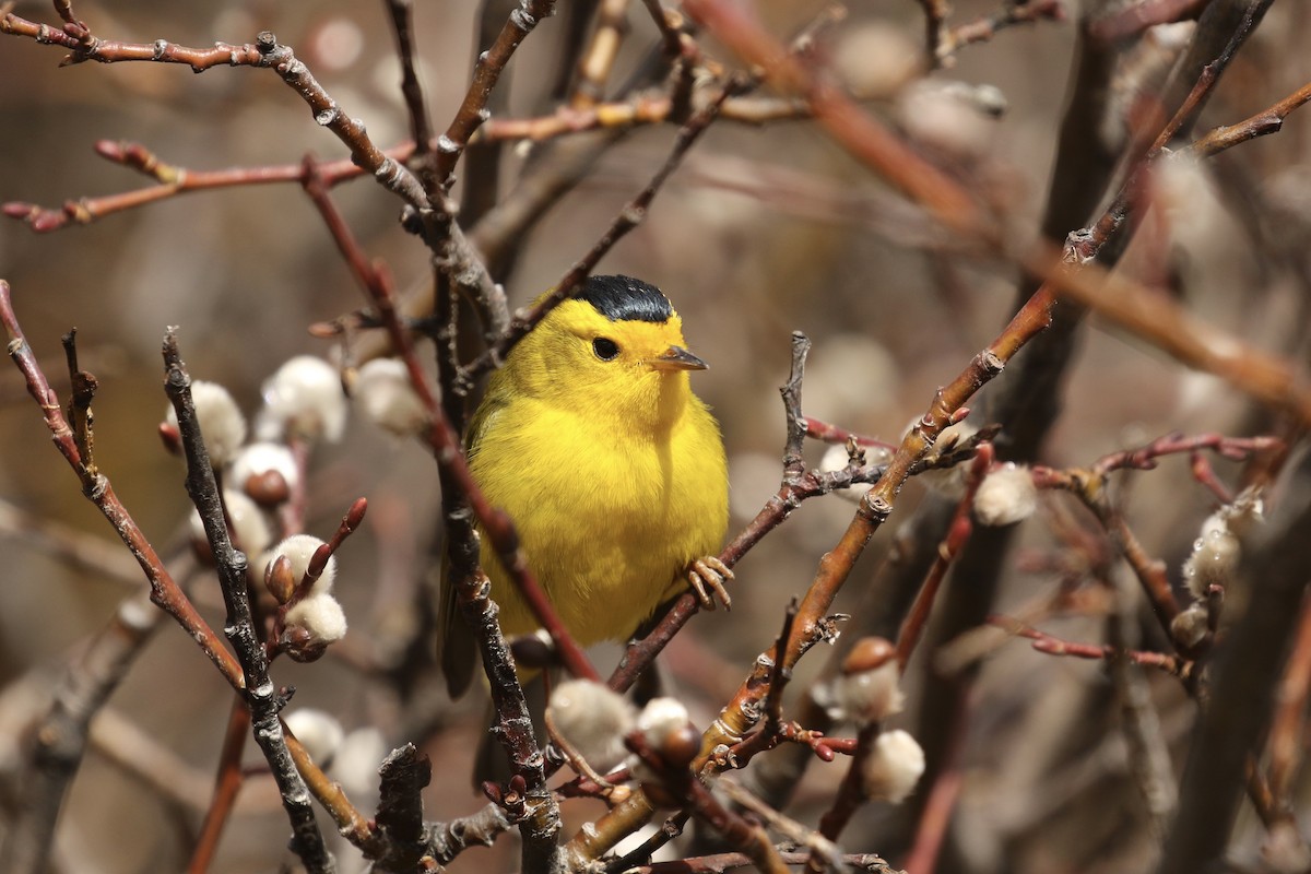 Wilson's Warbler - ML574235631