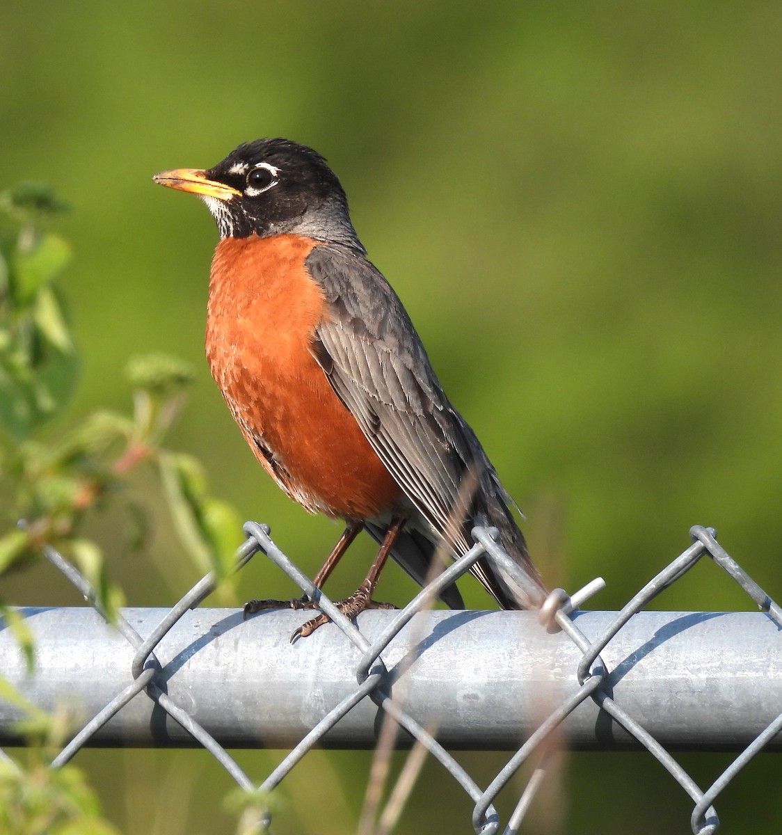 American Robin - ML574235801