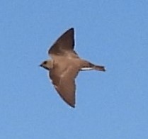 Golondrina Aserrada - ML574236051