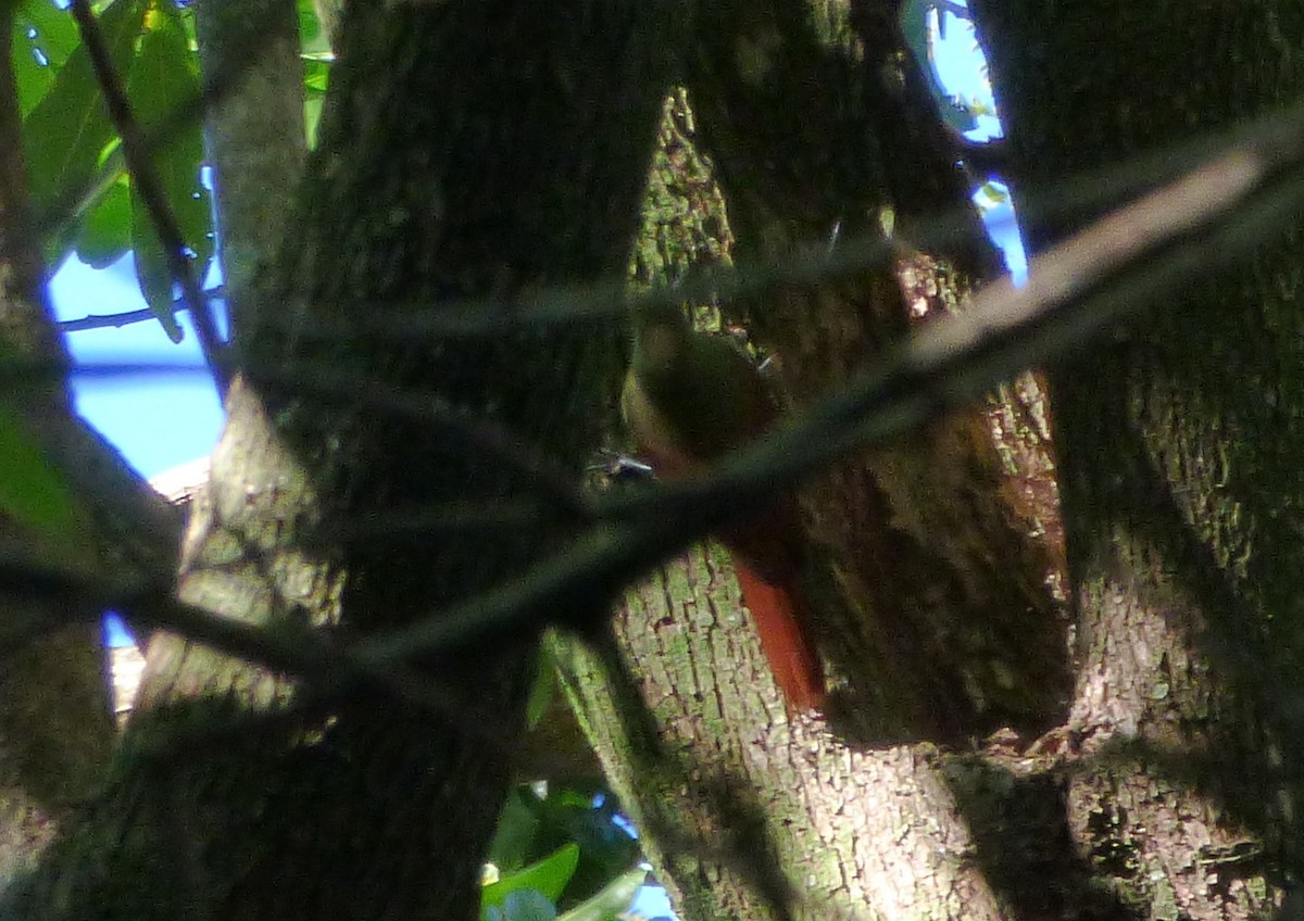 Olivaceous Woodcreeper - ML574236181