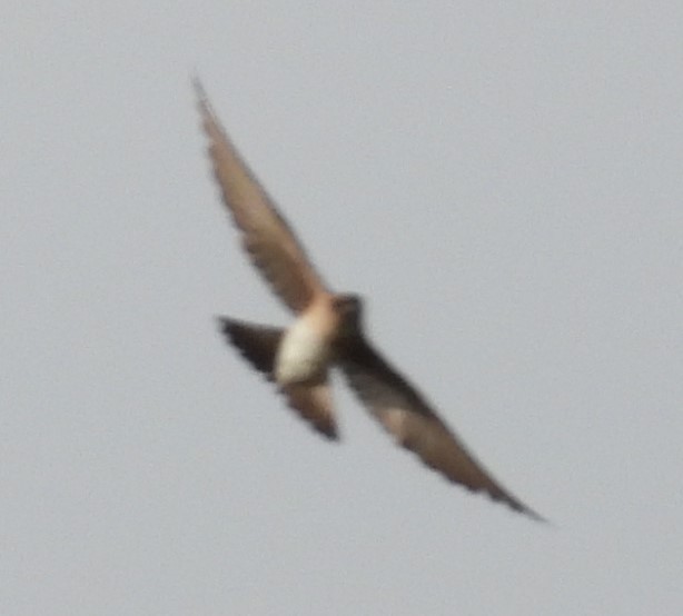 Golondrina Aserrada - ML574236191