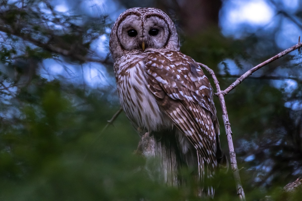 Barred Owl - ML574236271