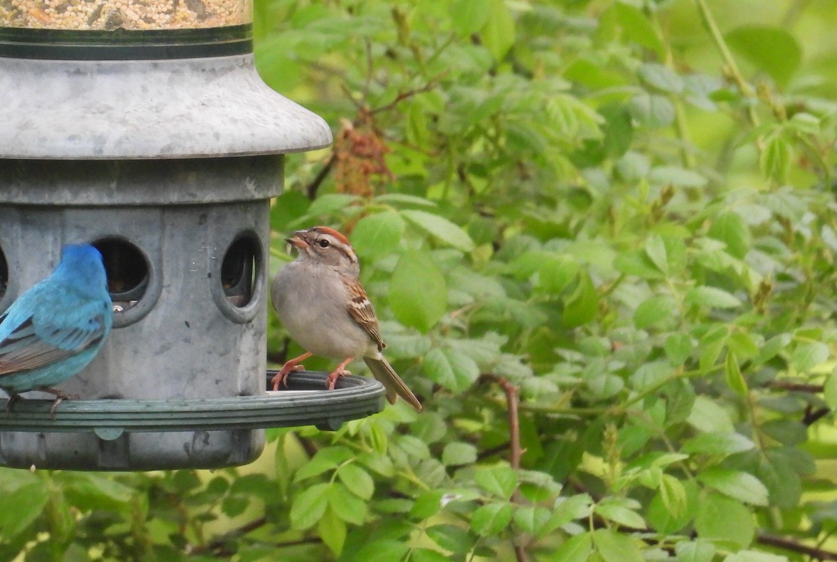 Chipping Sparrow - Matt Tobin