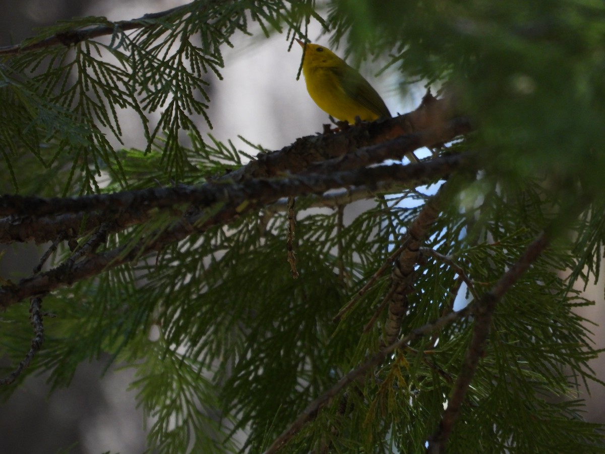 Wilson's Warbler - ML574239151