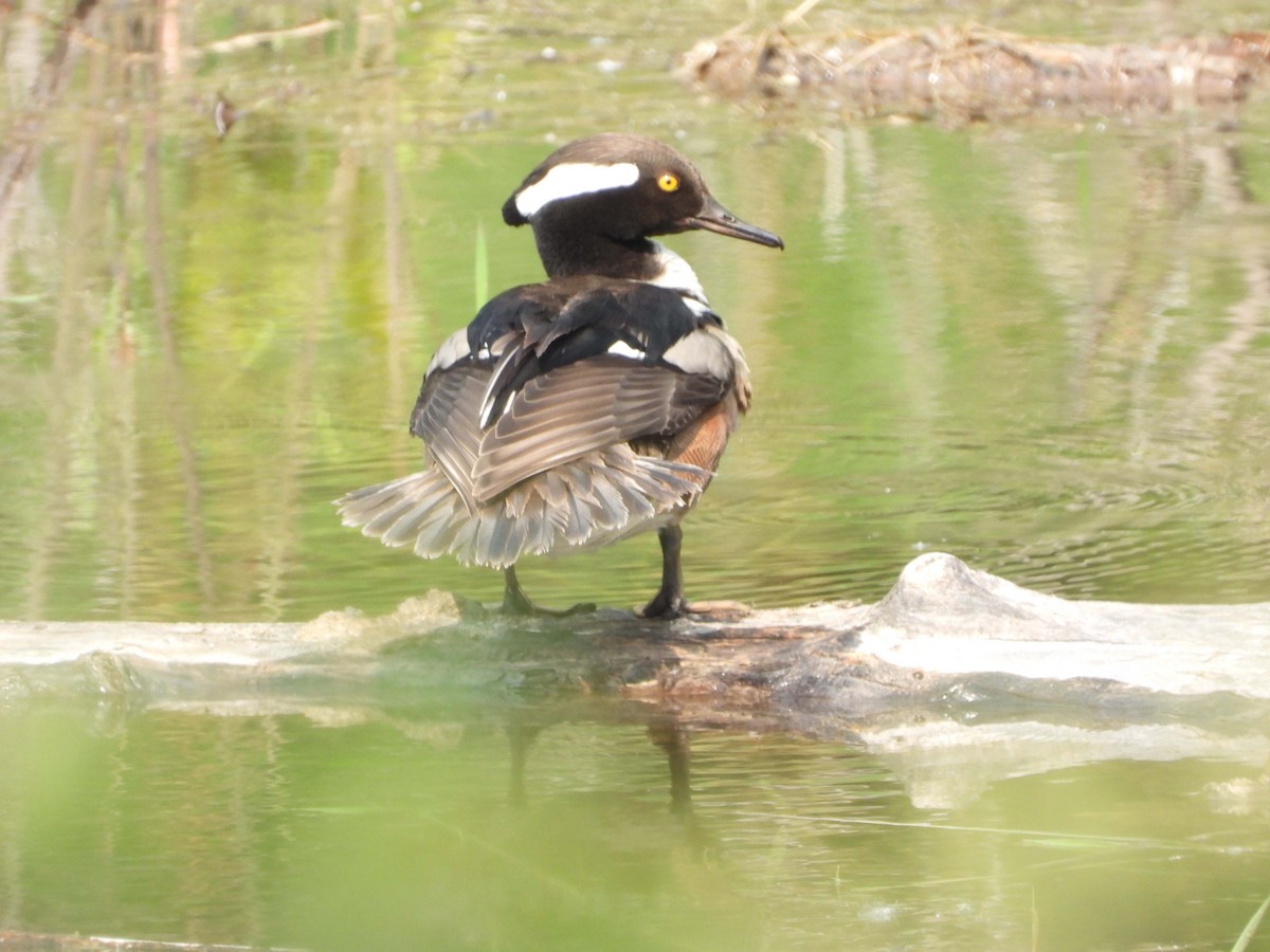 Hooded Merganser - ML574240941