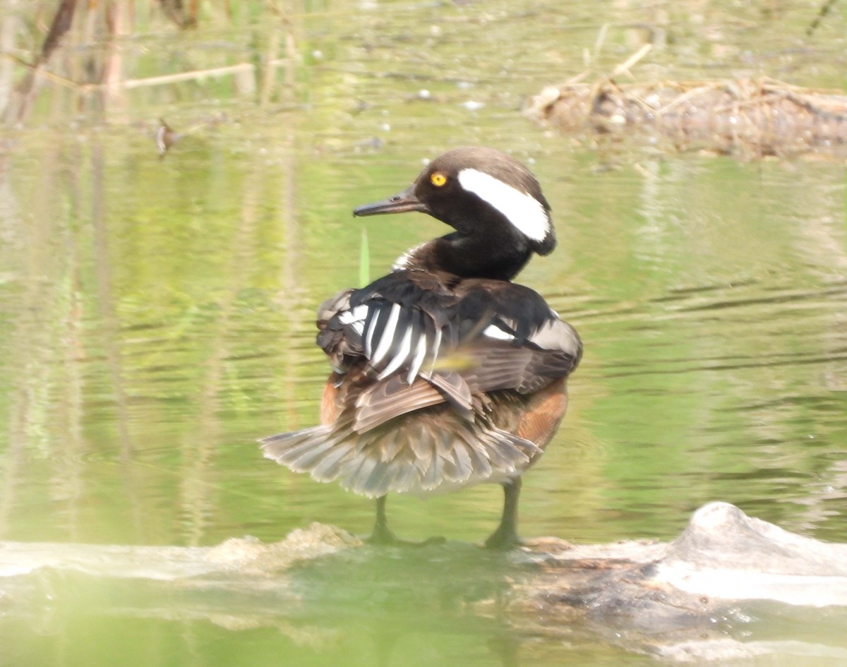 Hooded Merganser - ML574240951