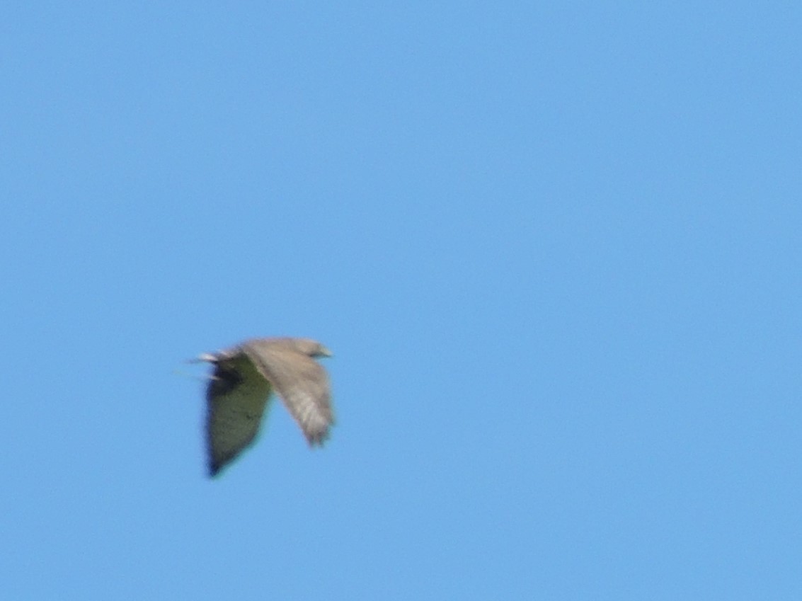 Broad-winged Hawk - ML57424281