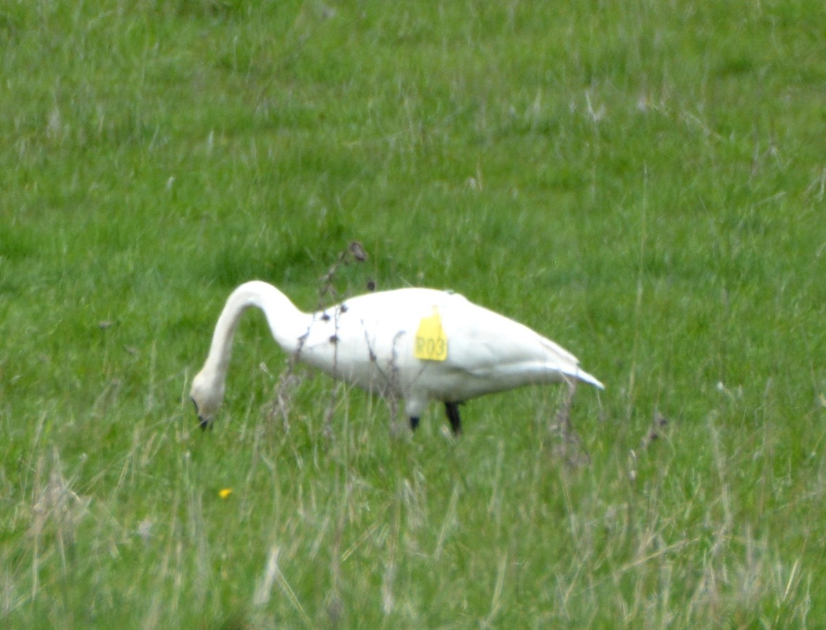 Trumpeter Swan - ML57424321